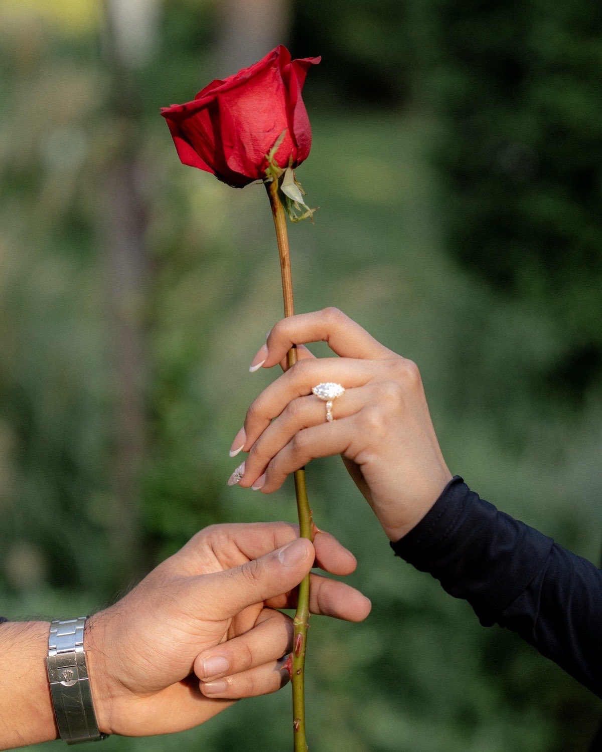 A marquise engagement ring, hands holding a single rose